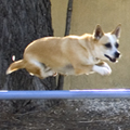 Agility